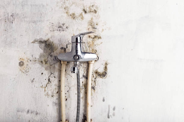 Best Mold Cleaning Services  in Hanover, MN