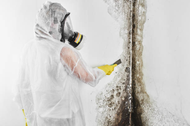 Best Toxic Mold Removal  in Hanover, MN