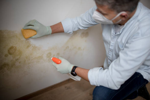 Best Home Mold Removal  in Hanover, MN