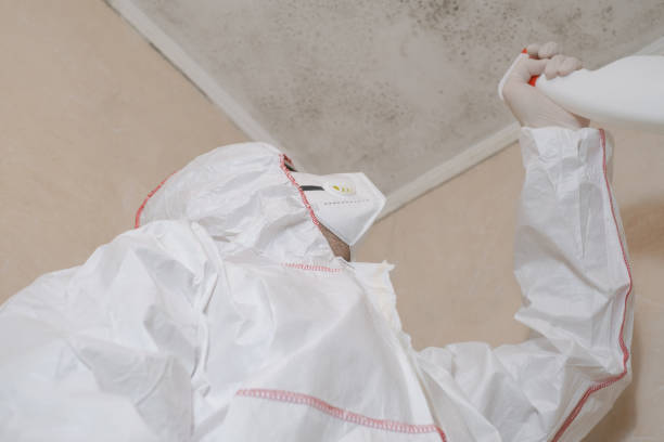 Trusted Hanover, MN Mold Removal Experts