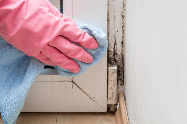 Best Attic Mold Removal  in Hanover, MN